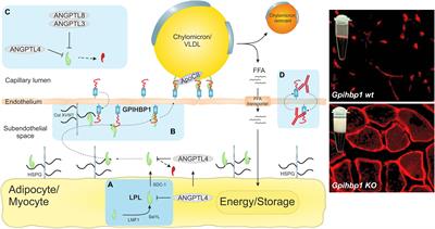 GPIHBP1 and ANGPTL4 Utilize Protein Disorder to Orchestrate Order in Plasma Triglyceride Metabolism and Regulate Compartmentalization of LPL Activity